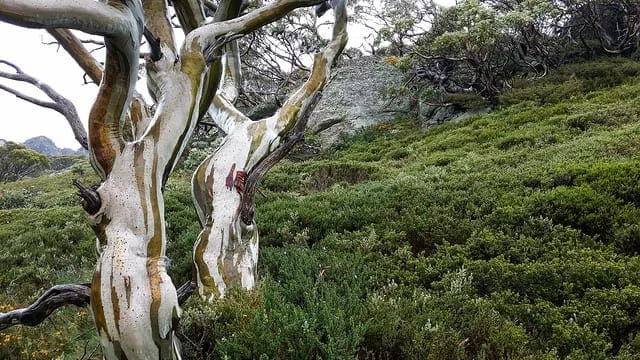 A Gentle Introduction to Critical Values for Statistical Hypothesis Testing